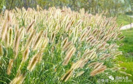又美又耐寒，適合北方的14個(gè)觀賞草種類推薦(圖4)