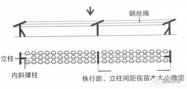 容器苗怎么固定才能防止傾倒？(圖3)