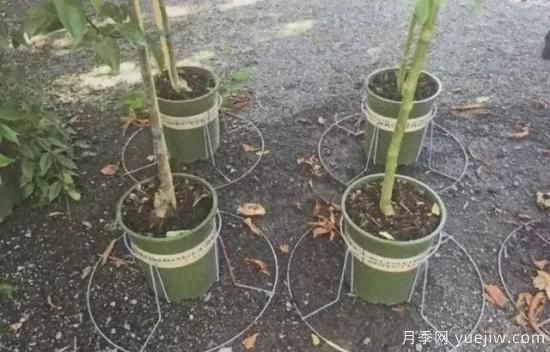 容器苗怎么固定才能防止傾倒？(圖5)
