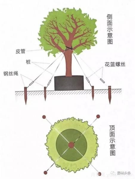 容器苗怎么固定才能防止傾倒？(圖4)