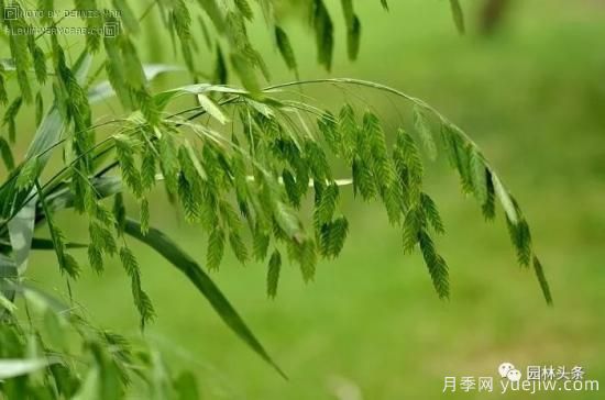 又美又耐寒，適合北方的14個(gè)觀賞草種類推薦(圖8)