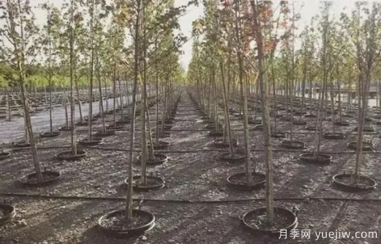 容器苗怎么固定才能防止傾倒？(圖6)