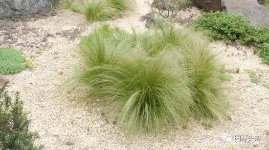 又美又耐寒，適合北方的14個(gè)觀賞草種類推薦(圖10)