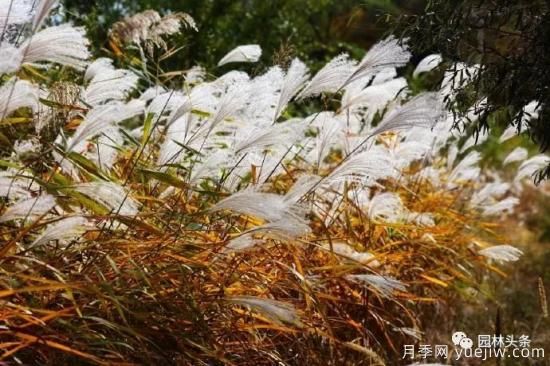 又美又耐寒，適合北方的14個(gè)觀賞草種類推薦(圖11)