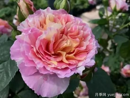 淘汰掉的6款藤本月季，經(jīng)典就是適合的嗎？(圖2)