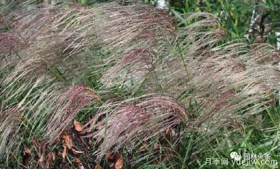 又美又耐寒，適合北方的14個(gè)觀賞草種類推薦(圖12)
