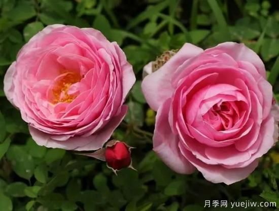 淘汰掉的6款藤本月季，經(jīng)典就是適合的嗎？(圖3)