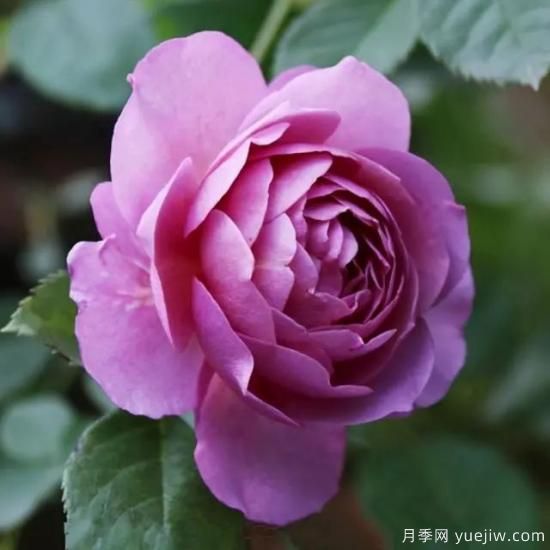 淘汰掉的6款藤本月季，經(jīng)典就是適合的嗎？(圖4)