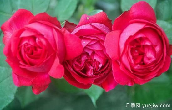 淘汰掉的6款藤本月季，經(jīng)典就是適合的嗎？(圖5)