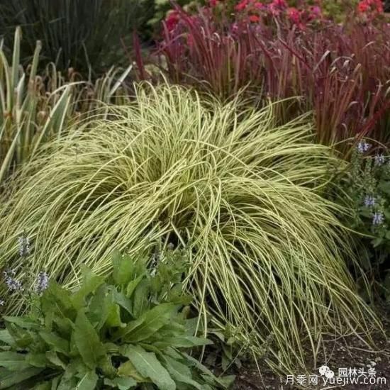 又美又耐寒，適合北方的14個(gè)觀賞草種類推薦(圖14)