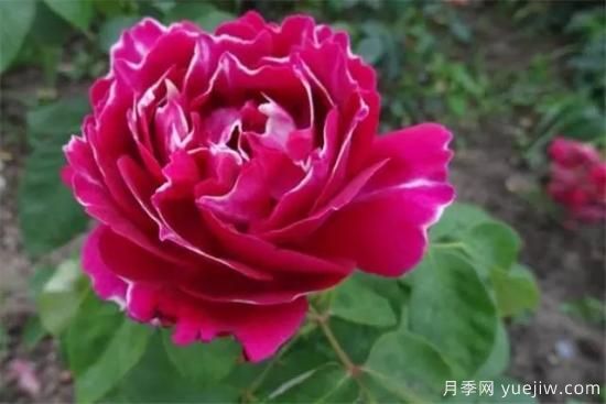 淘汰掉的6款藤本月季，經(jīng)典就是適合的嗎？(圖6)