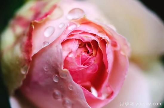 初冬月季花苞打不開，可能是這些原因，有什么應(yīng)對措施(圖2)