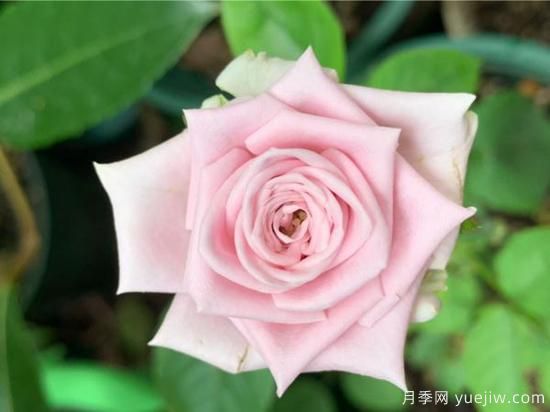 玫瑰、月季、薔薇如何區(qū)別？3個(gè)方法很簡(jiǎn)單(圖1)