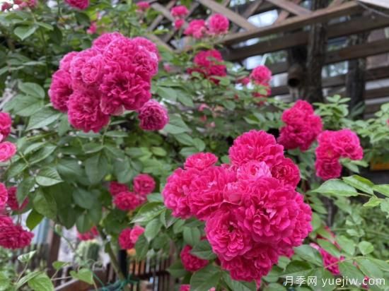 玫瑰、月季、薔薇如何區(qū)別？3個(gè)方法很簡(jiǎn)單(圖2)