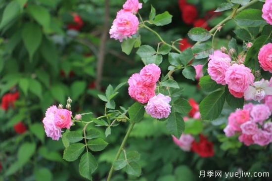 玫瑰、月季、薔薇如何區(qū)別？3個(gè)方法很簡(jiǎn)單(圖3)
