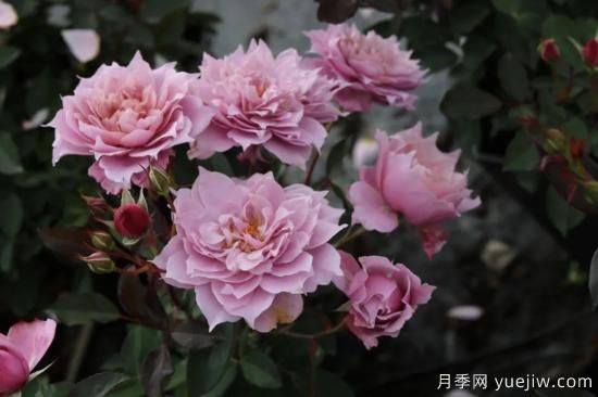 初冬月季花苞打不開，可能是這些原因，有什么應(yīng)對措施(圖3)