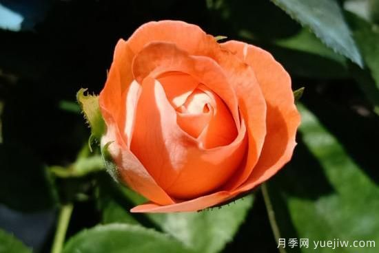 玫瑰、月季、薔薇如何區(qū)別？3個(gè)方法很簡(jiǎn)單(圖4)