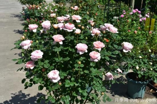 初冬月季花苞打不開，可能是這些原因，有什么應(yīng)對措施(圖4)