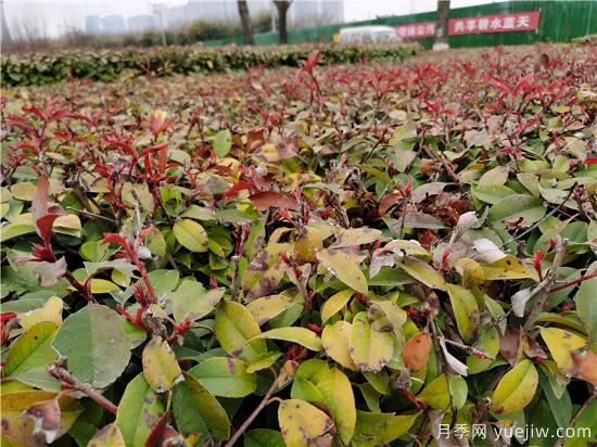 園林植物怎么合理用好防凍液？(圖1)