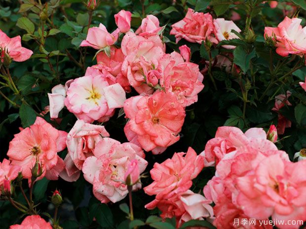 推薦8種藤本月季，抗病性強(qiáng)好養(yǎng)好看愛(ài)開(kāi)花(圖5)