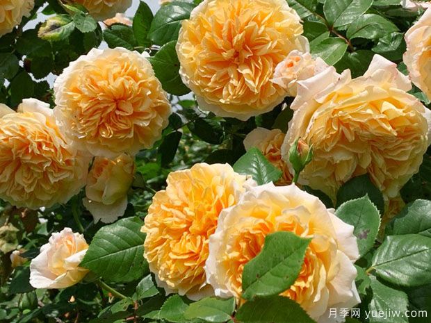 推薦8種藤本月季，抗病性強(qiáng)好養(yǎng)好看愛(ài)開(kāi)花(圖1)