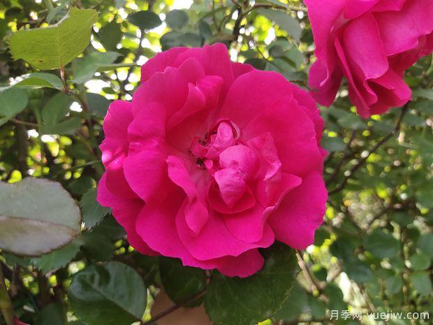 推薦8種藤本月季，抗病性強(qiáng)好養(yǎng)好看愛(ài)開(kāi)花(圖3)