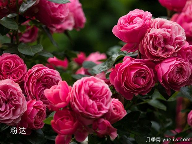 推薦8種藤本月季，抗病性強(qiáng)好養(yǎng)好看愛(ài)開(kāi)花(圖8)