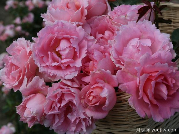 詩(shī)歌月季(圖1)