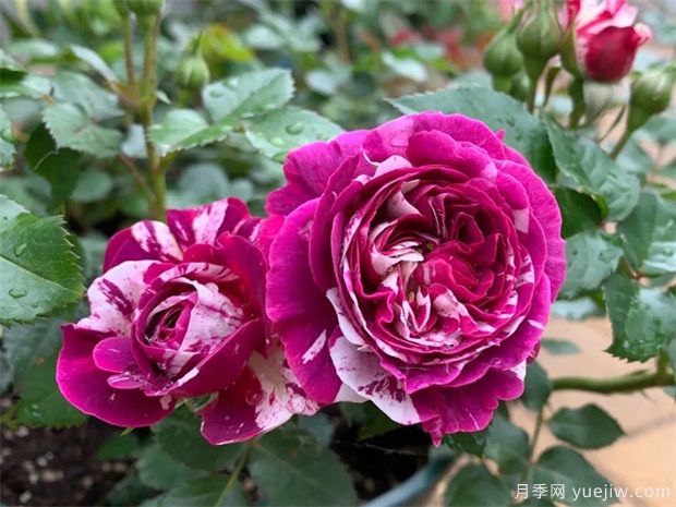 月季花病蟲害該如何防治？(圖1)
