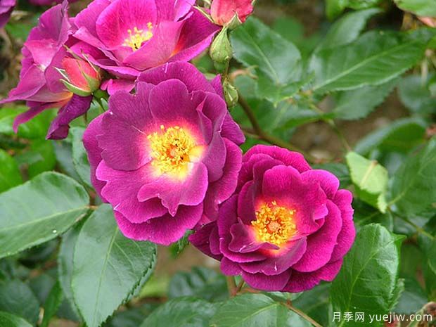 永恒沙龍月季(圖1)