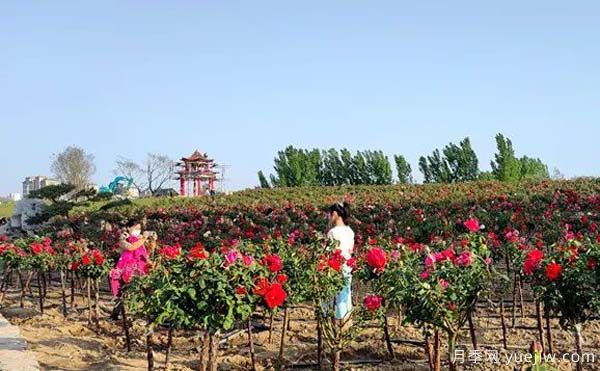 濰坊昌樂：西湖月季盛放期，五一假期花海來襲(圖1)