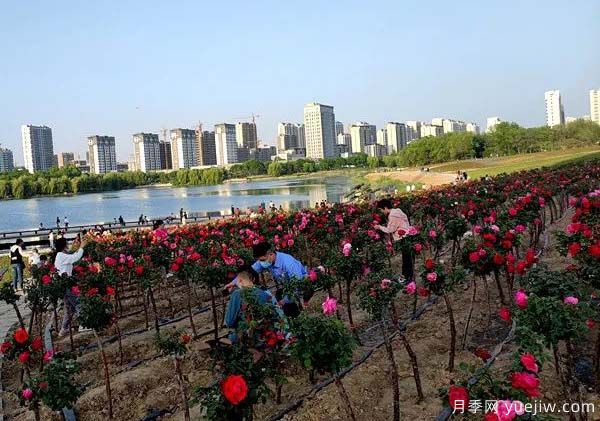 濰坊昌樂：西湖月季盛放期，五一假期花海來襲(圖2)