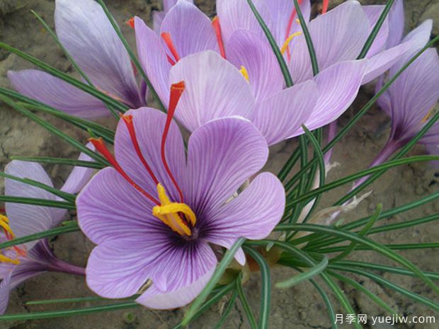 藏紅花的特點(diǎn)和圖片(圖1)