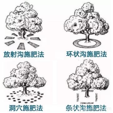 花卉苗木秋季土埋有機(jī)肥有哪幾種方法？(圖1)