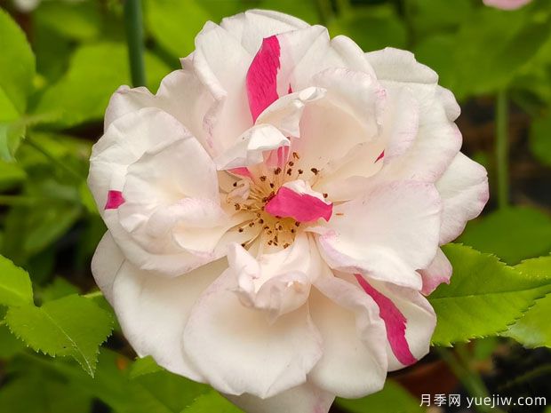 古老珍貴的10種國(guó)產(chǎn)月季，抗病好養(yǎng)比歐月實(shí)在(圖3)