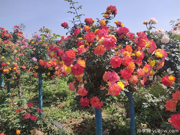 月季花怎么養(yǎng)好很簡單？總結養(yǎng)護管理要點(圖1)