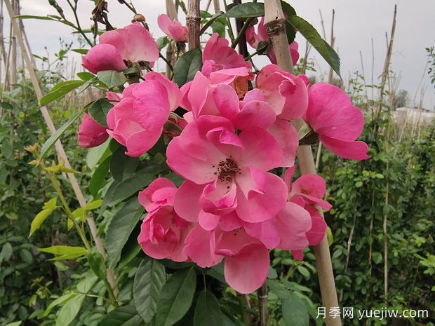 秋天如何給盆栽月季施肥？施什么肥料？(圖1)
