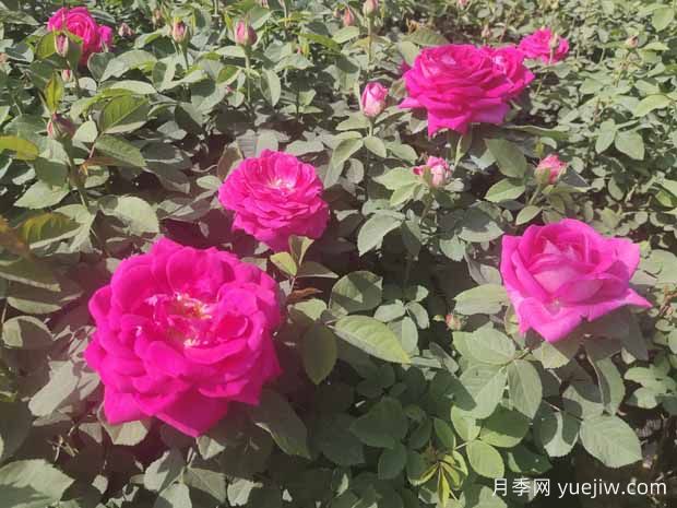 月季株形知識(shí)：微月、灌木、藤本、可藤可灌、株型緊湊(圖1)