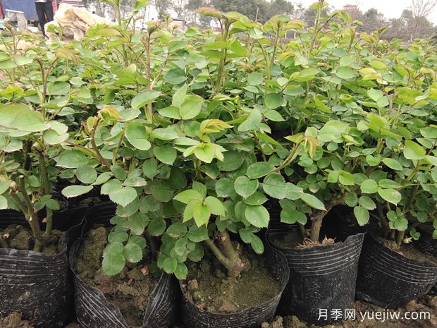 讓盆栽月季重復(fù)開花要掌握什么措施？(圖1)