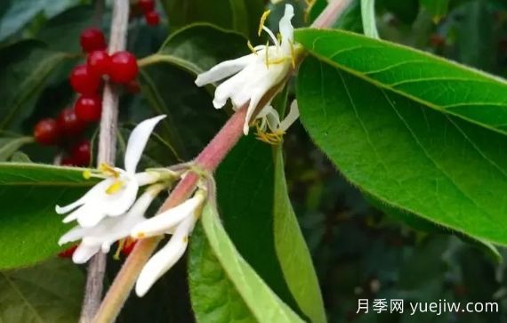 金銀木和金銀花有什么區(qū)別，金銀木有哪些主要價(jià)值？(圖1)