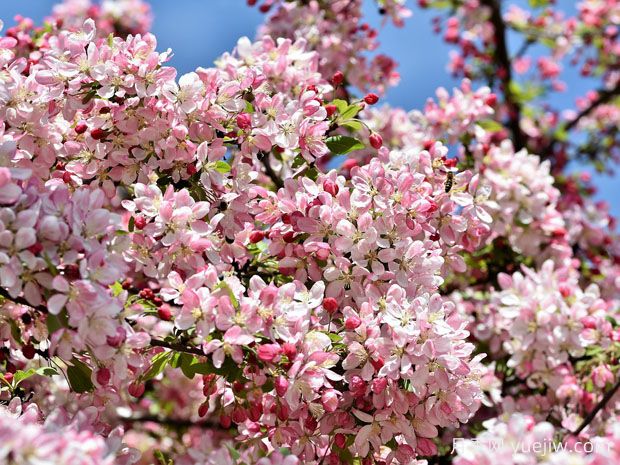 花園小路兩邊種什么樹？推薦6種開花苗木(圖1)