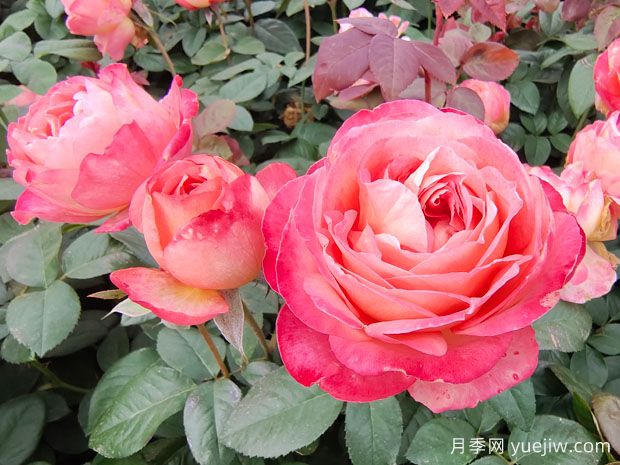 世界***好看的十大月季花品種，有龍沙寶石、彩云、果汁陽臺(圖2)