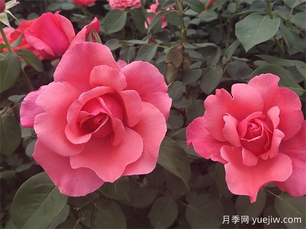 古老珍貴的10種國(guó)產(chǎn)月季，抗病好養(yǎng)比歐月實(shí)在(圖1)