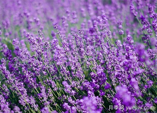 薰衣草養(yǎng)護(hù)全攻略：避開(kāi)4大禁忌，打造香氣四溢的花園(圖1)
