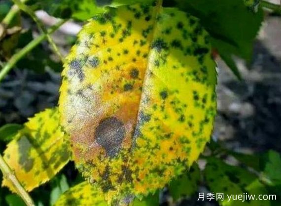 月季銹病用什么藥效果好？(圖1)