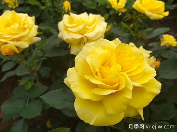 為什么月季在春天的發(fā)芽時間不一樣呢？(圖1)