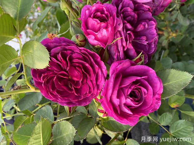 30個花卉基本知識點(diǎn)(圖1)
