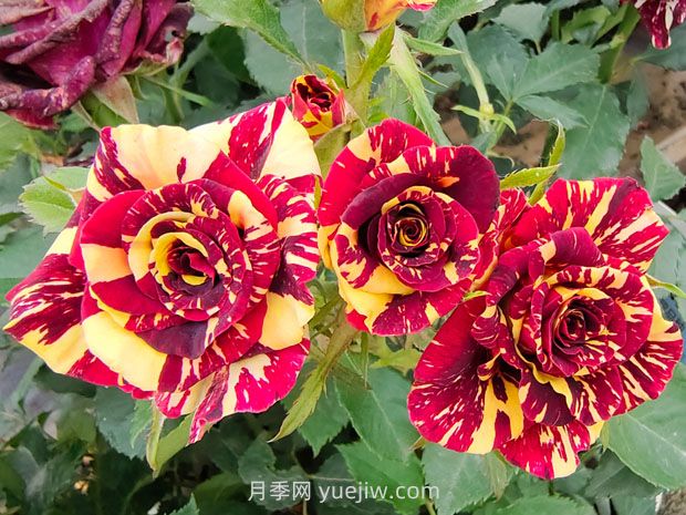 月季基本養(yǎng)護要點：通風、光照、澆水(圖1)