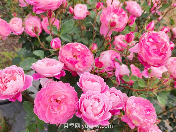 月季基本養(yǎng)護要點：通風、光照、澆水(圖2)