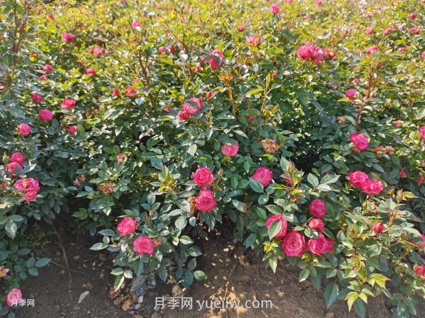 夏季苗木防護(hù)，有哪些要牢記的知識(shí)點(diǎn)？(圖1)